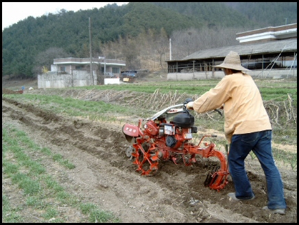 오후에는 밭을 갈았다. 곁에는 직파 한 보리와 밀이 잘 나서 자라고 있다. 